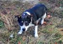 Habiendo vivido todo el verano en una casa de campo, al final del verano, un perro resultó no ser necesario para nadie, excepto para un hombre amable
