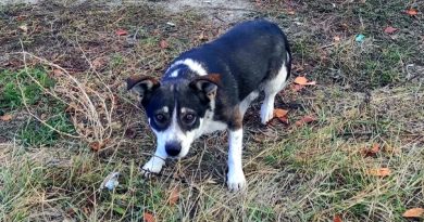 Habiendo vivido todo el verano en una casa de campo, al final del verano, un perro resultó no ser necesario para nadie, excepto para un hombre amable