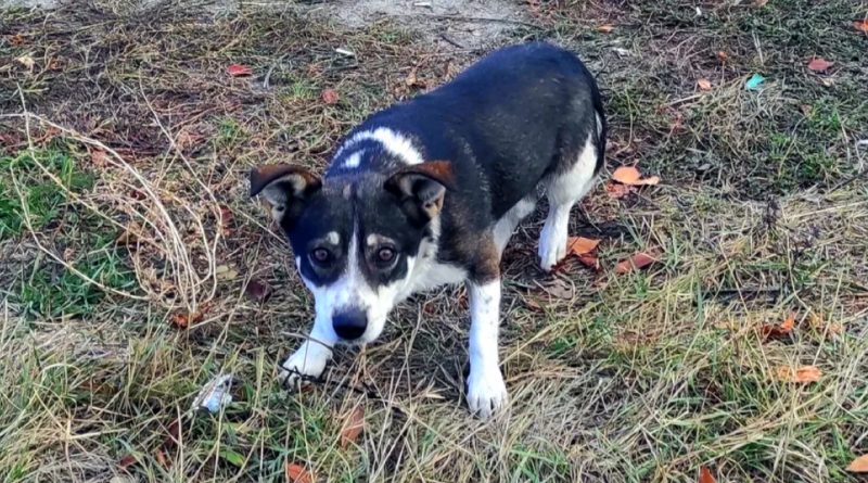 Habiendo vivido todo el verano en una casa de campo, al final del verano, un perro resultó no ser necesario para nadie, excepto para un hombre amable