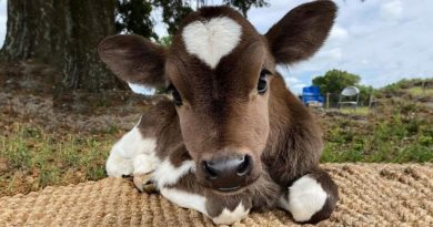 Un granjero estadounidense ha desarrollado una raza inusual de vacas de peluche, que solo quieres acariciar