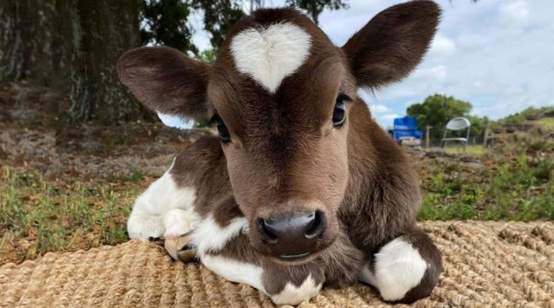 Un granjero estadounidense ha desarrollado una raza inusual de vacas de peluche, que solo quieres acariciar