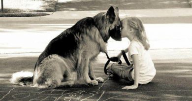 Cada fotografía es una historia de amor y lealtad infinita de un perro hacia una persona