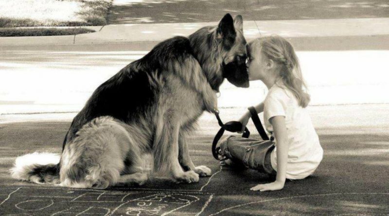 Cada fotografía es una historia de amor y lealtad infinita de un perro hacia una persona