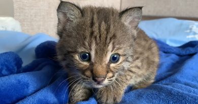 El cachorro de lince lloraba, pidiendo ayuda humana