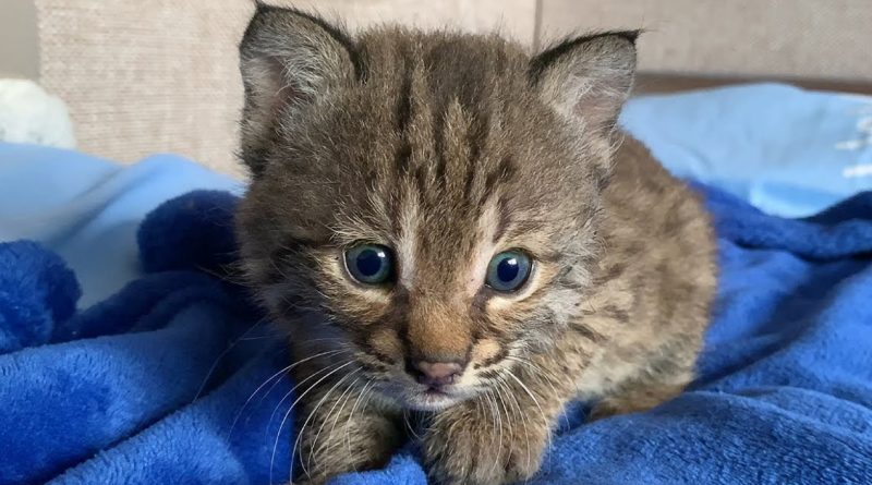 El cachorro de lince lloraba, pidiendo ayuda humana