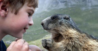 La historia de una amistad inusual entre un niño austriaco y marmotas alpinas