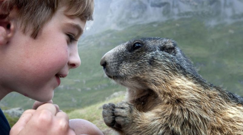 La historia de una amistad inusual entre un niño austriaco y marmotas alpinas