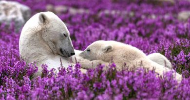 A un talentoso fotógrafo de la naturaleza salvaje tuvo la suerte de capturar una imagen asombrosa – osos blancos disfrutando de la vida en un campo de ranúnculos en flor