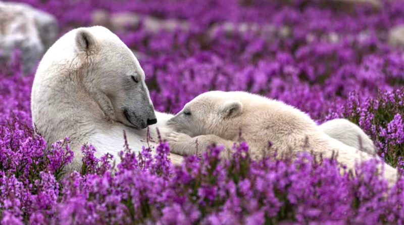 A un talentoso fotógrafo de la naturaleza salvaje tuvo la suerte de capturar una imagen asombrosa – osos blancos disfrutando de la vida en un campo de ranúnculos en flor