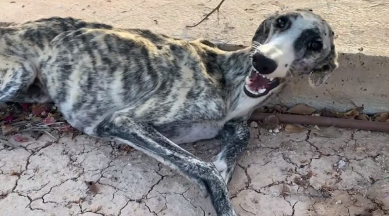 El perro desnutrido lloraba de hambre y desesperación. Ya no era necesario para su dueño