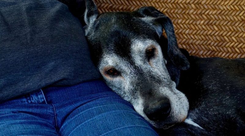 El dueño gritó a su perro antes de irse. Pasó todo el día inquieto y al regresar a casa por la noche, lloró