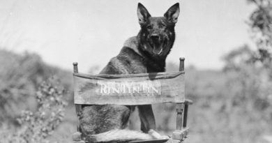 Rin Tin Tin era un pastor alemán que se convirtió en una estrella de cine de Hollywood