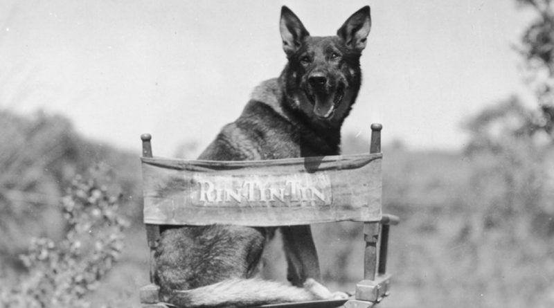 Rin Tin Tin era un pastor alemán que se convirtió en una estrella de cine de Hollywood