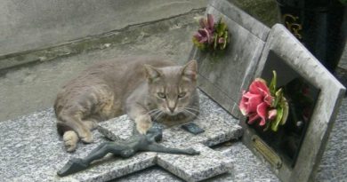 El fiel gato viene a la tumba de su dueño fallecido todos los días