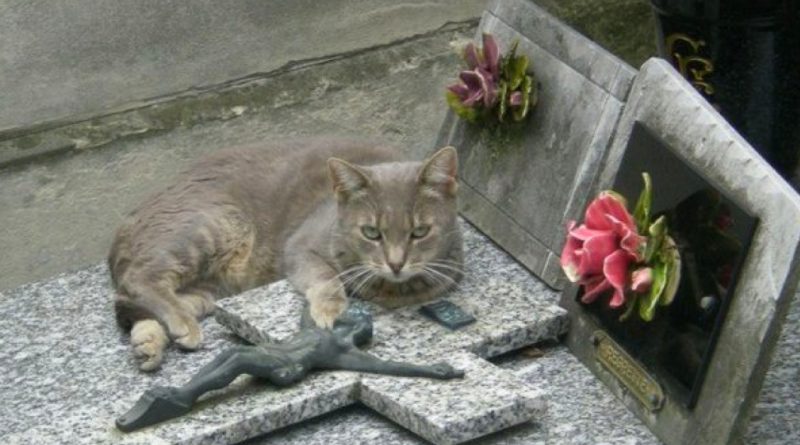 El fiel gato viene a la tumba de su dueño fallecido todos los días