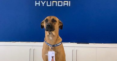 ¡Este perro es un verdadero trabajador del salón Hyundai! ¿Cómo logró obtener el puesto?
