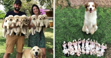 ¡Estos perros saben qué es una familia!