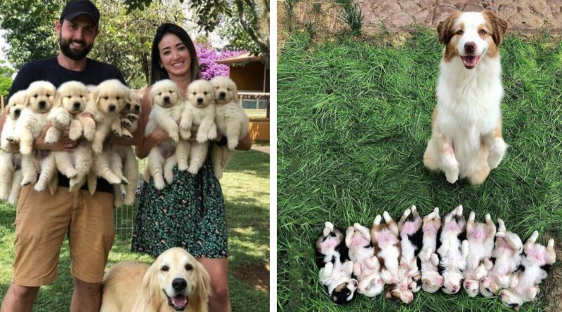 ¡Estos perros saben qué es una familia!