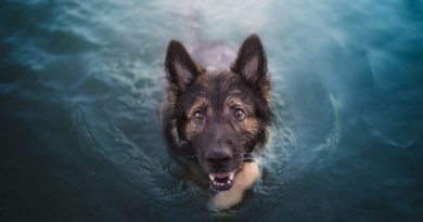 Un amigo en apuros no te abandonará: un perro nadó durante varias horas hacia la costa para salvar a su dueño que se estaba ahogando