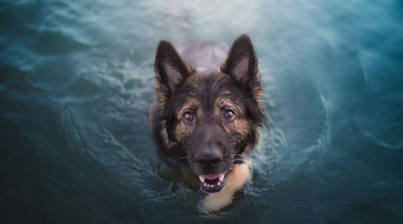 Un amigo en apuros no te abandonará: un perro nadó durante varias horas hacia la costa para salvar a su dueño que se estaba ahogando