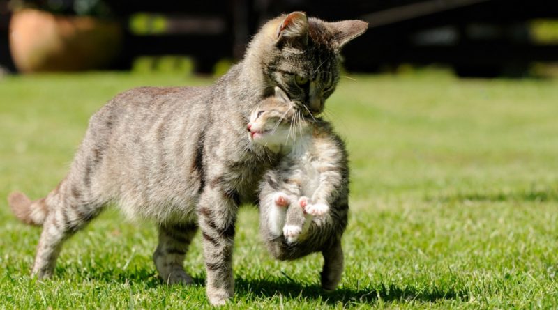 Una gata esterilizada apareció en la puerta de la casa con un gatito: ‘Quiero ser mamá’