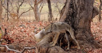 Un lobo exhausto con una botella en la cabeza suplicaba ayuda a las personas