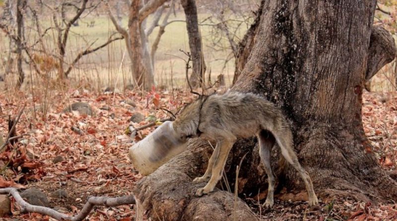 Un lobo exhausto con una botella en la cabeza suplicaba ayuda a las personas