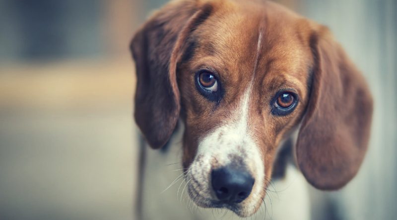 “No amo a mi perro”. Esta carta franca fue publicada en uno de los sitios australianos.