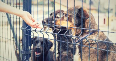 Cómo adoptamos un perro del refugio y qué resultó de ello