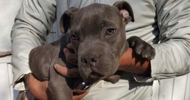 “Papa le pega”: un cachorro fue abandonado en un refugio con una desgarradora nota de un niño de 12 años