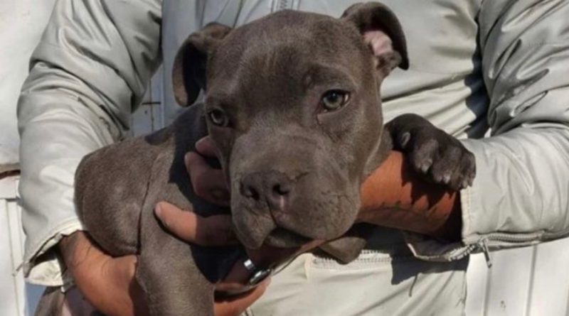 “Papa le pega”: un cachorro fue abandonado en un refugio con una desgarradora nota de un niño de 12 años