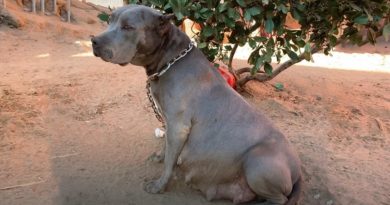Ataron un pitbull no deseado a un árbol, y tres días después, el perro rescatado dio a luz a 13 cachorros