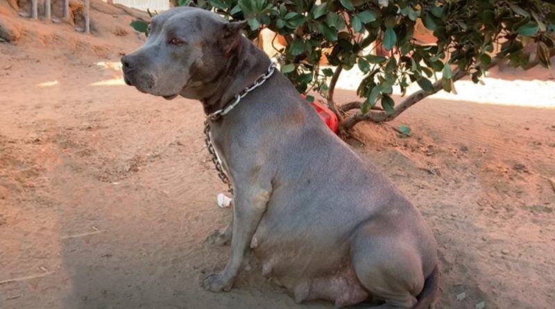 Ataron un pitbull no deseado a un árbol, y tres días después, el perro rescatado dio a luz a 13 cachorros