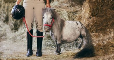 Las caballos más pequeños del mundo son de la raza Falabella. Son animales únicos, distinguidos por su belleza exterior y su carácter asombroso