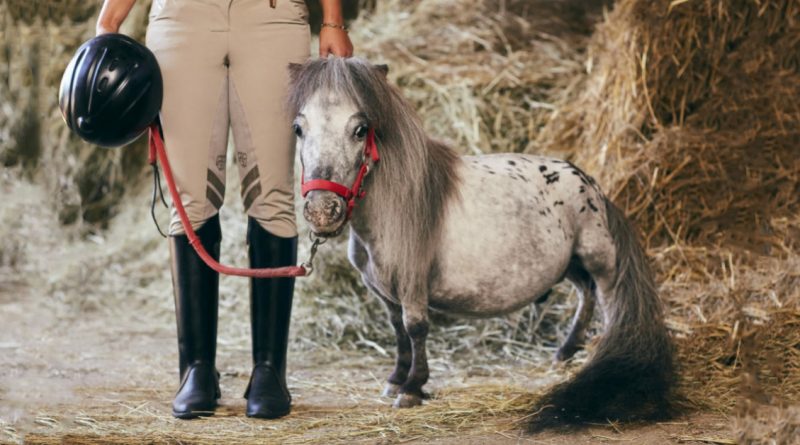 Las caballos más pequeños del mundo son de la raza Falabella. Son animales únicos, distinguidos por su belleza exterior y su carácter asombroso