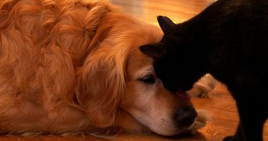 El gato y el perro vivieron juntos toda su vida, pero cuando el perro ya no estaba, el gato no pudo encontrar su lugar