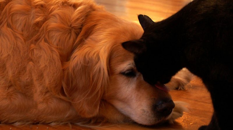 El gato y el perro vivieron juntos toda su vida, pero cuando el perro ya no estaba, el gato no pudo encontrar su lugar