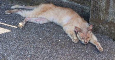 Un hombre recogió a un gato enfermo y aterrador de la calle. Y aquí está cómo cambió el gato gracias al cuidado.