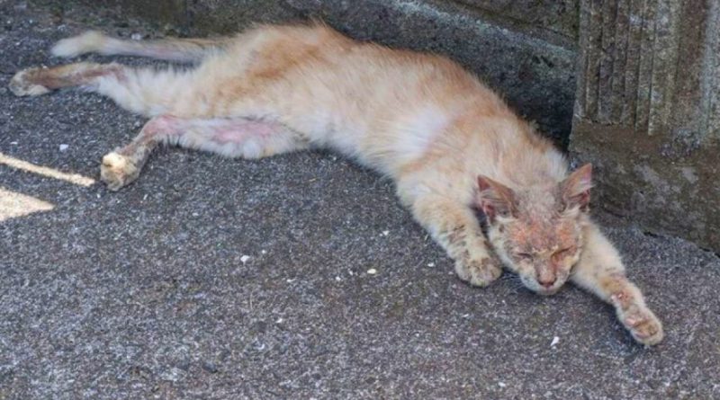 Un hombre recogió a un gato enfermo y aterrador de la calle. Y aquí está cómo cambió el gato gracias al cuidado.