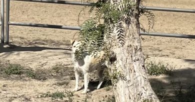 La reacción es impagable: una madre perro ve a sus cachorros nuevamente después de un incendio