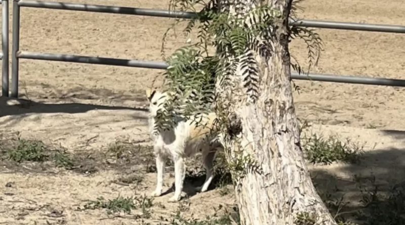 La reacción es impagable: una madre perro ve a sus cachorros nuevamente después de un incendio