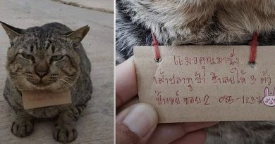 El gato desapareció por tres días y volvió a casa con una nota extraña