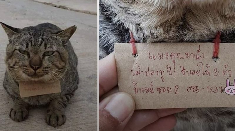 El gato desapareció por tres días y volvió a casa con una nota extraña