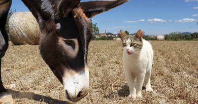 Una burra salvó la vida de un gatito callejero y casi se convirtió en su madre