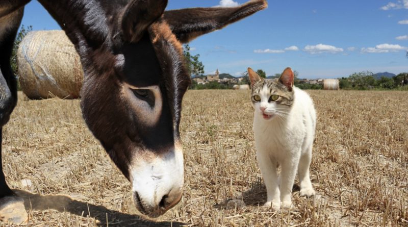 Una burra salvó la vida de un gatito callejero y casi se convirtió en su madre