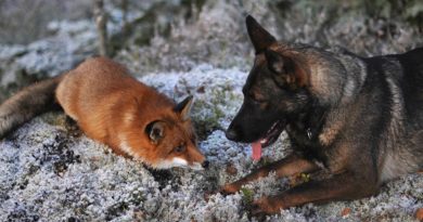 No importa si has visto “El zorro y el perro” de Disney, te encantará el perro Tinni y el zorro Sniffer.