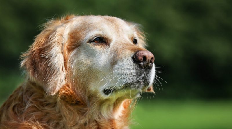 El Golden Retriever Charlie se quedó ciego debido al glaucoma. Y sus dueños decidieron alegrar los últimos años de su vida y consiguieron un dulce amigo