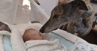 Transformación increíble: un perro no confiaba en nadie después de 4 años de peleas hasta que se encontró con un bebé