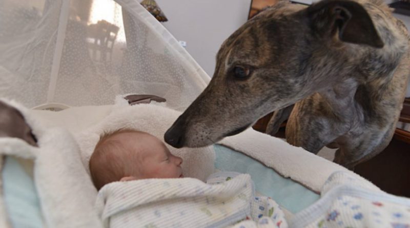 Transformación increíble: un perro no confiaba en nadie después de 4 años de peleas hasta que se encontró con un bebé