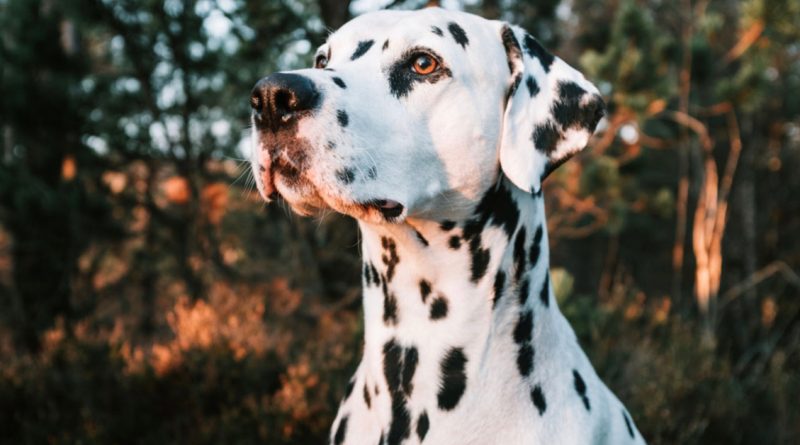 Fotografías impresionantes de perros tomadas con amor